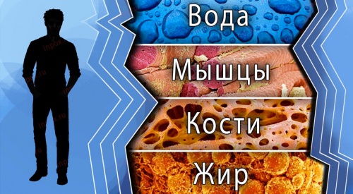 Биоимпедансный анализ – диагностика состава тела всего за 850 рублей!